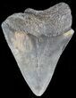 Bargain Megalodon Tooth - South Carolina #43566-1